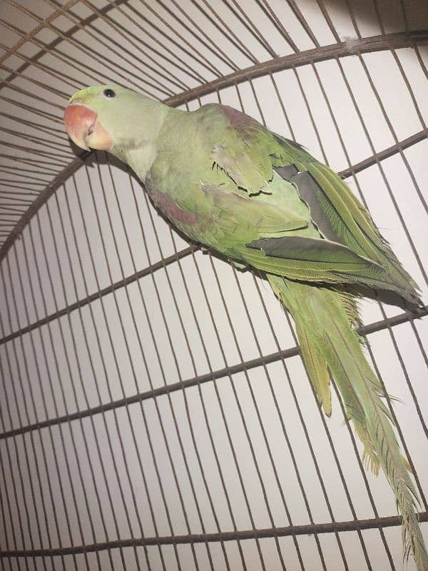 urgent sale raw parrot 2