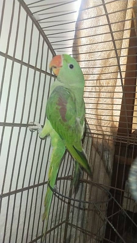 urgent sale raw parrot 3