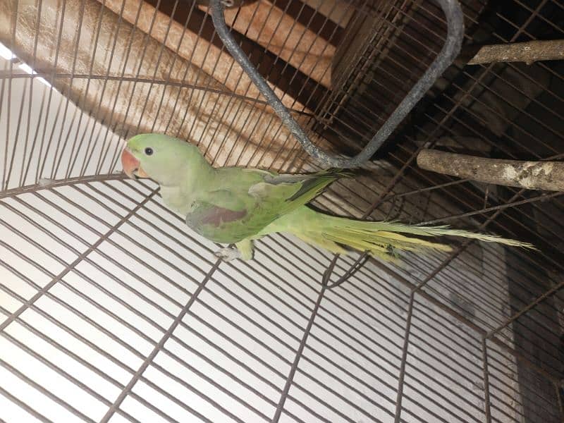 urgent sale raw parrot 4