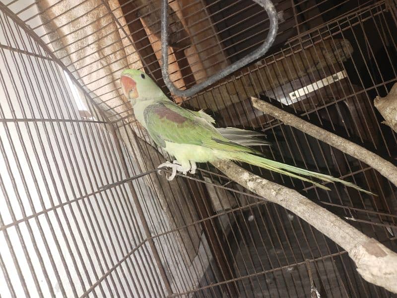 urgent sale raw parrot 5