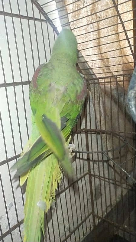 urgent sale raw parrot 6