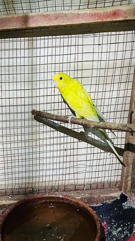 100 gurenty breeder pair budgie Australian parrot or love bird 0