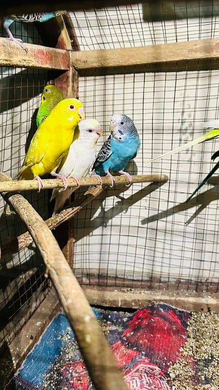 100 gurenty breeder pair budgie Australian parrot or love bird 1