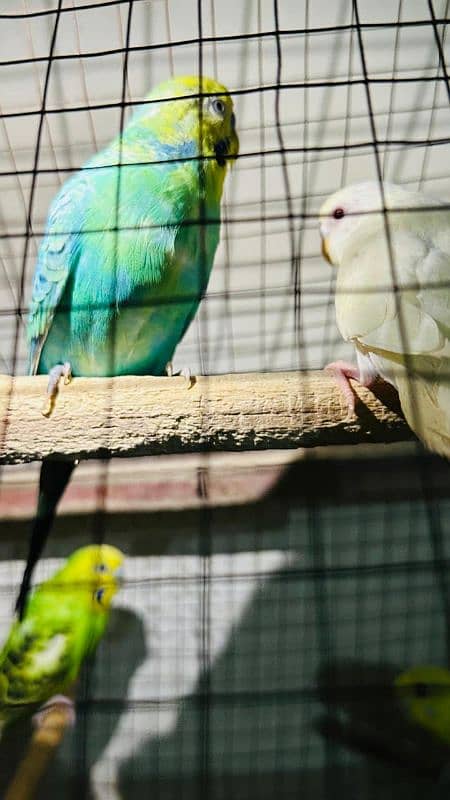 100 gurenty breeder pair budgie Australian parrot or love bird 2