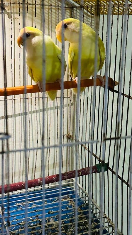 100 gurenty breeder pair budgie Australian parrot or love bird 3