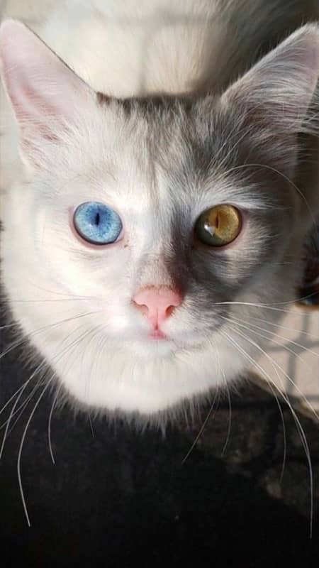 persian odd eyes 1