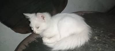 white cat age 3.5month full health and active