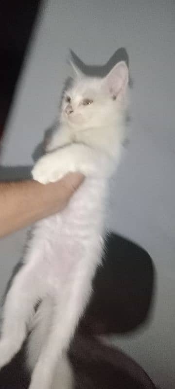 white cat age 3.5month full health and active 1