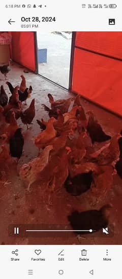 Golden misri hens Desi hens layer hens available