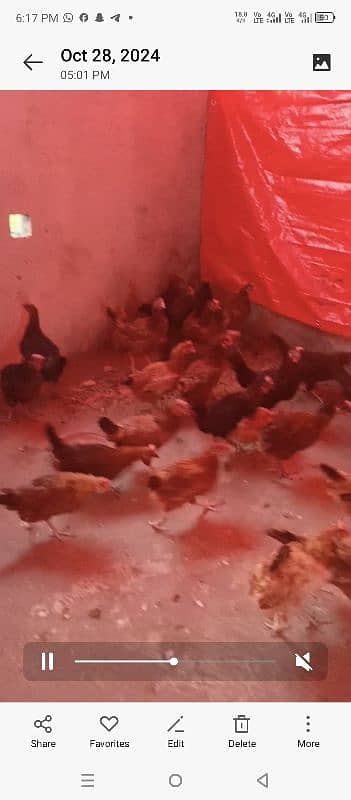 Golden misri hens Desi hens layer hens available 1