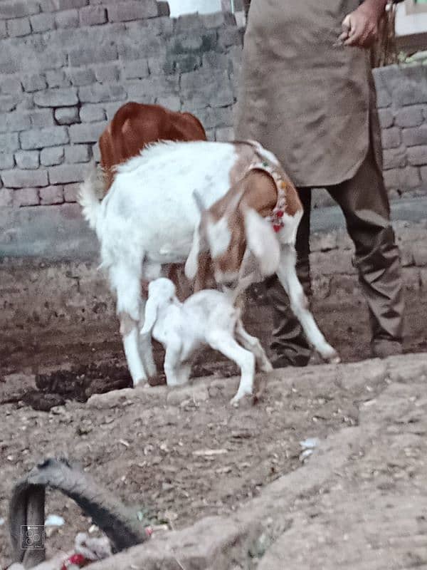 Sheraa print Bakri Sath 2 Male Bachy 3