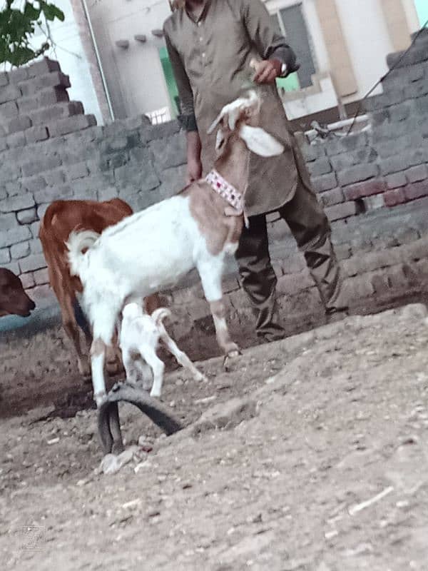 Sheraa print Bakri Sath 2 Male Bachy 6