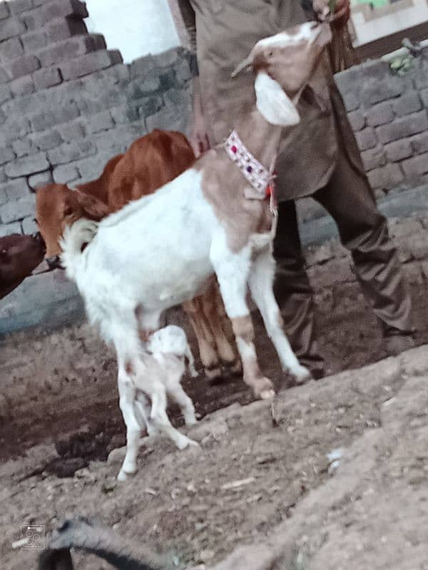 Sheraa print Bakri Sath 2 Male Bachy 7