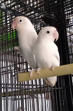 albino black eye breeder pair