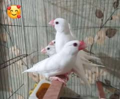 Java birds for sale