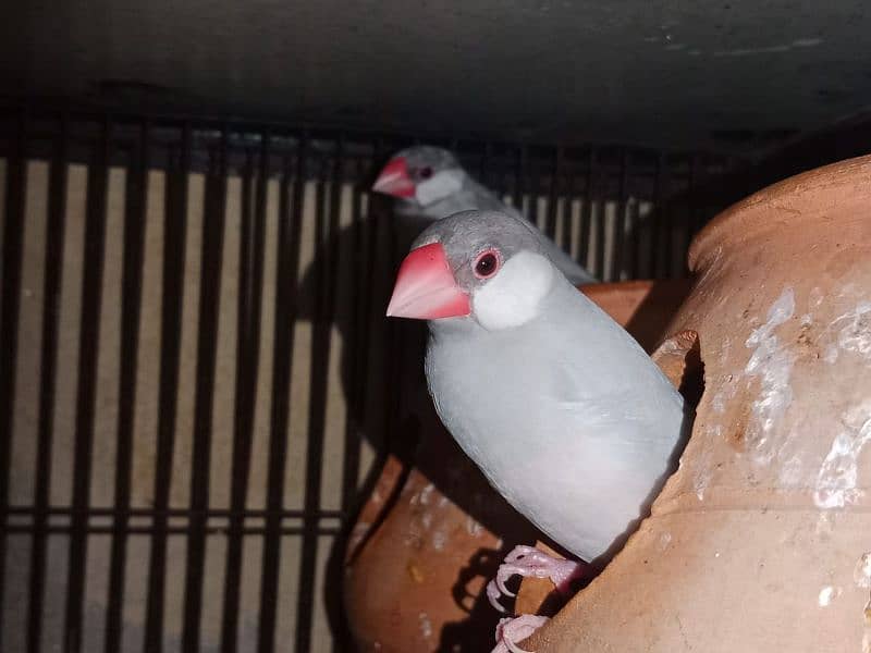 Java birds for sale 4