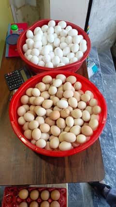 white Egg | Golden Misri | Hens egg | Desi Eggs | fertile egg | andy