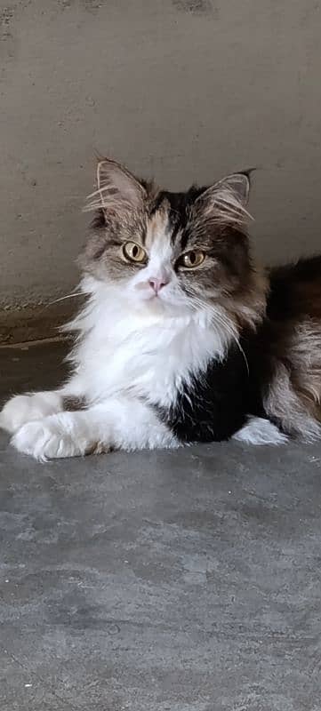 cat female location karachi 03212526619 0