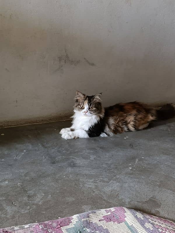 cat female location karachi 03212526619 1