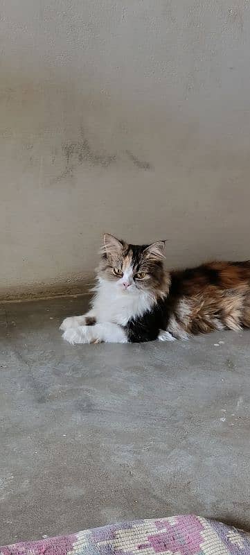 cat female location karachi 03212526619 2