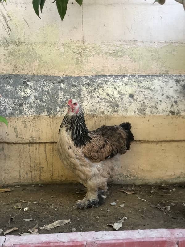 BRAHAMA BREEDERS FOR SALE 1