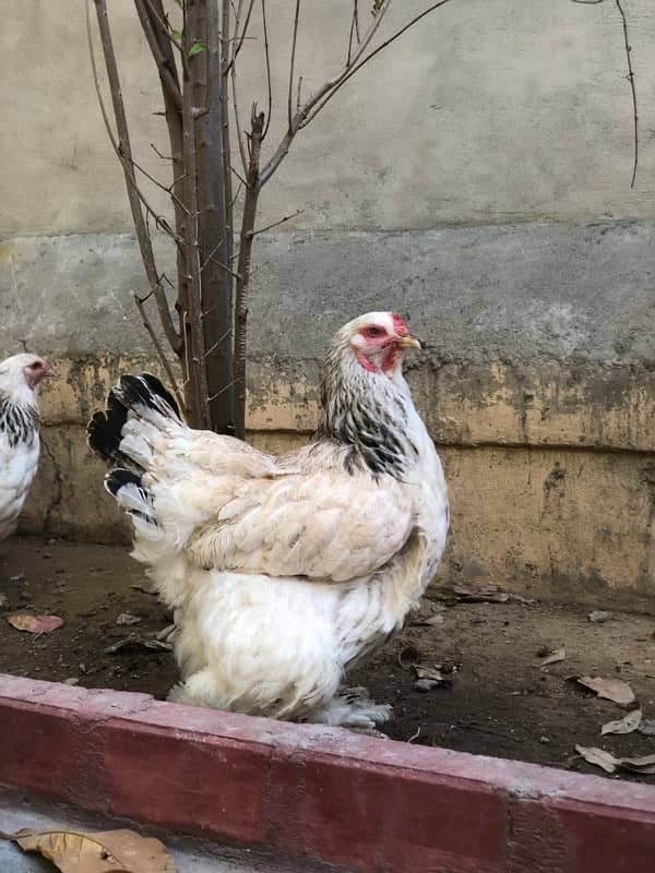 BRAHAMA BREEDERS FOR SALE 2