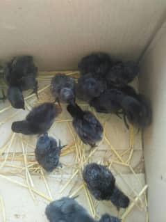 ayam Cimani chicks and eggs 03127040627