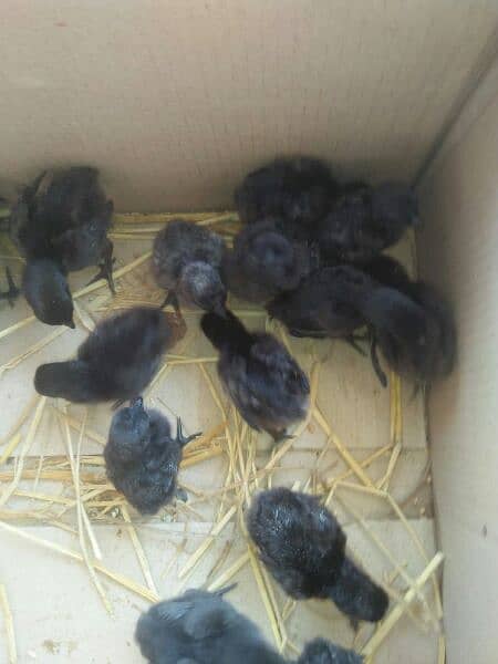 ayam Cimani chicks and eggs 03127040627 0