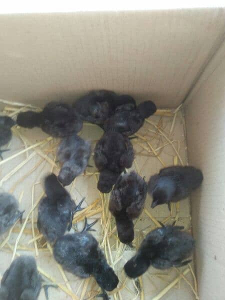 ayam Cimani chicks and eggs 03127040627 1