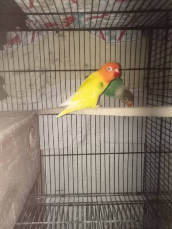 Love bird males N Cage 1