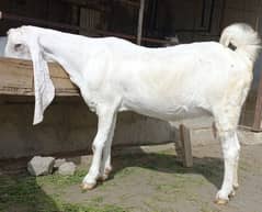 bakri