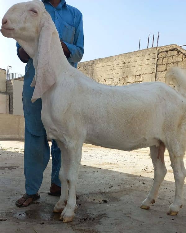 bakri 1