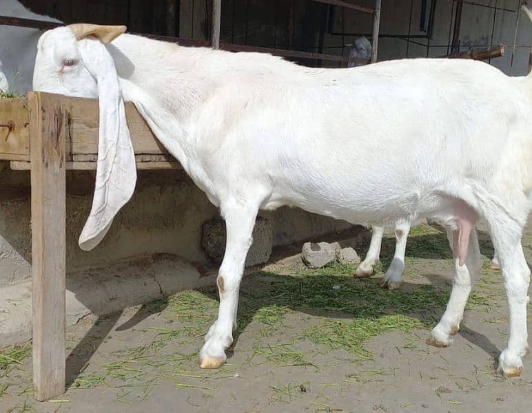 bakri 2