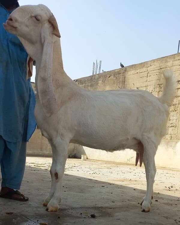 bakri 3