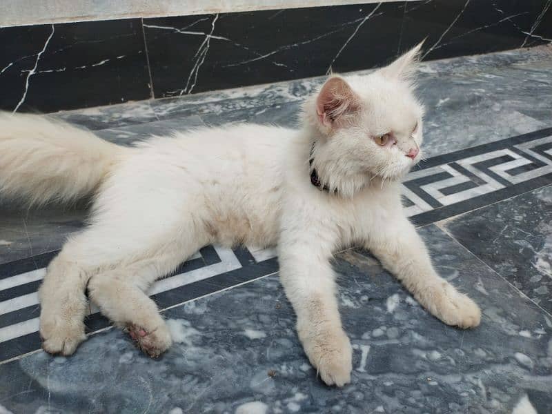 Persian Cat Double coated 03014272109 0