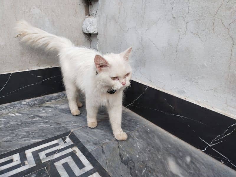 Persian Cat Double coated 03014272109 1