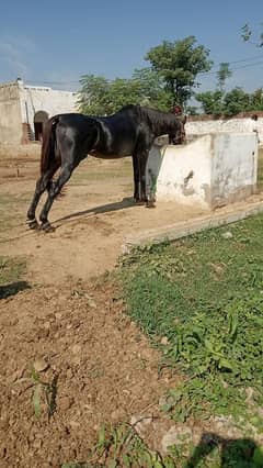 mix breed horse for sale health an active best for new rider