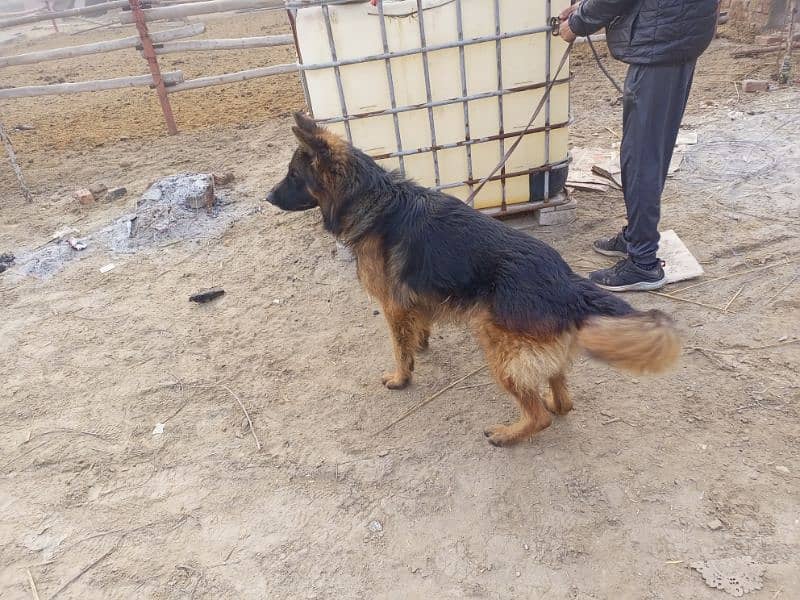 gsd male 2