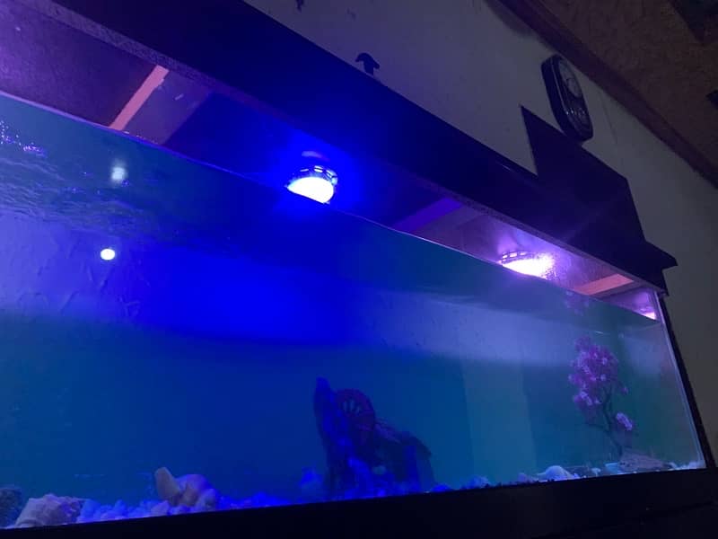 6Ft Fish Aquarium Setup Few Days Used 3