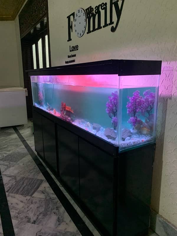 6Ft Fish Aquarium Setup Few Days Used 6