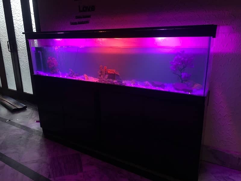 6Ft Fish Aquarium Setup Few Days Used 10