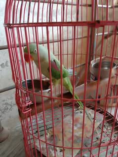 Female Alexanderian parrot with cage