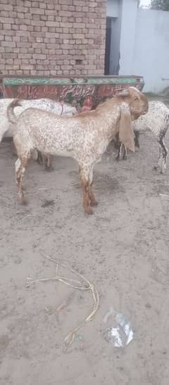 Makhi cheena desi bakra