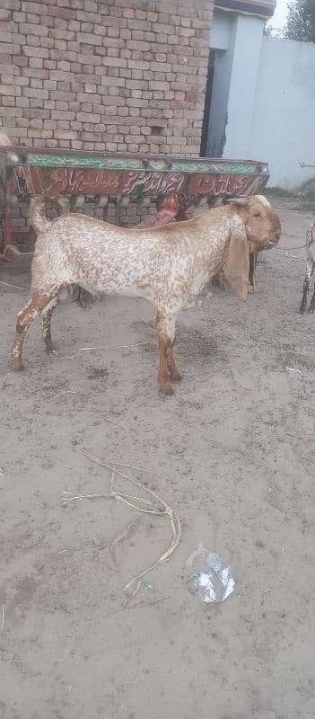 Makhi cheena desi bakra 1