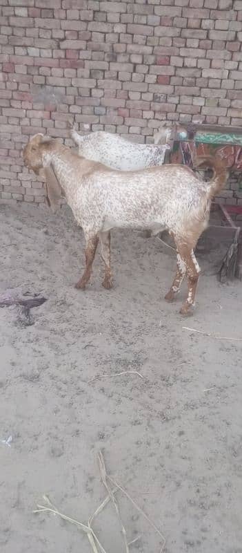 Makhi cheena desi bakra 2