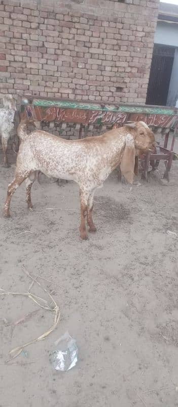 Makhi cheena desi bakra 3