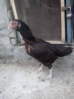 High Quality Aseel hen