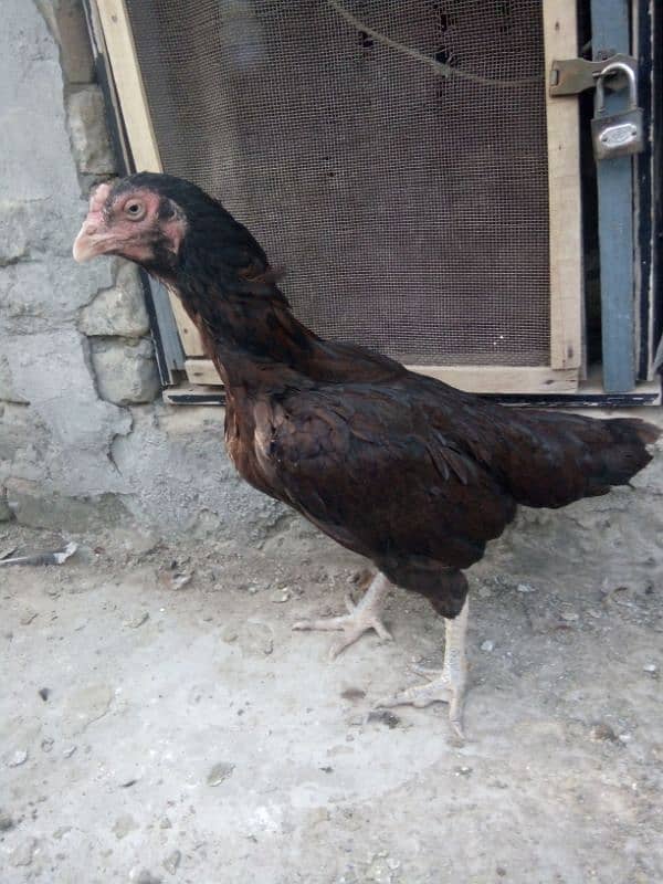 High Quality Aseel hen 0