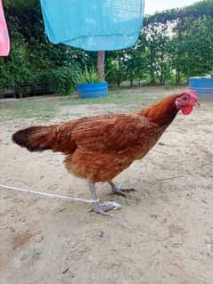 Desi Hen