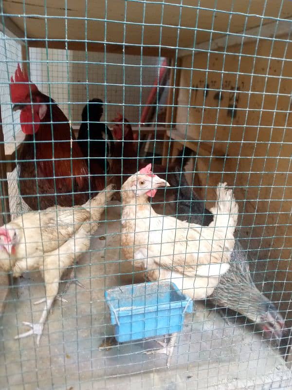 pure Desi and astrolob hens give eggs 2